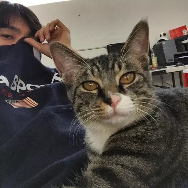 戴哲燕卿